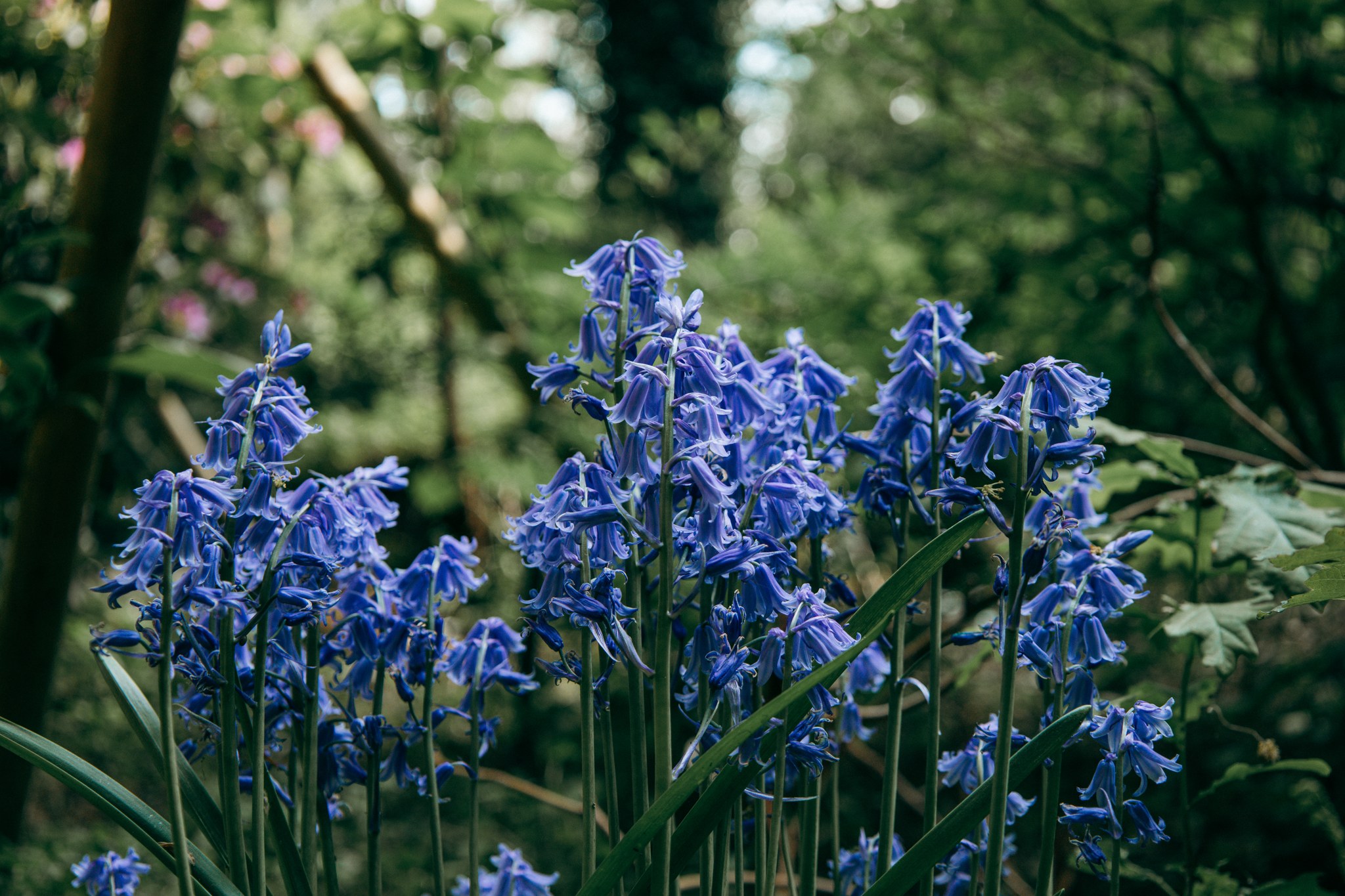 Dichte Gruppe blauer glockenförmiger Blüten im Rombergpark