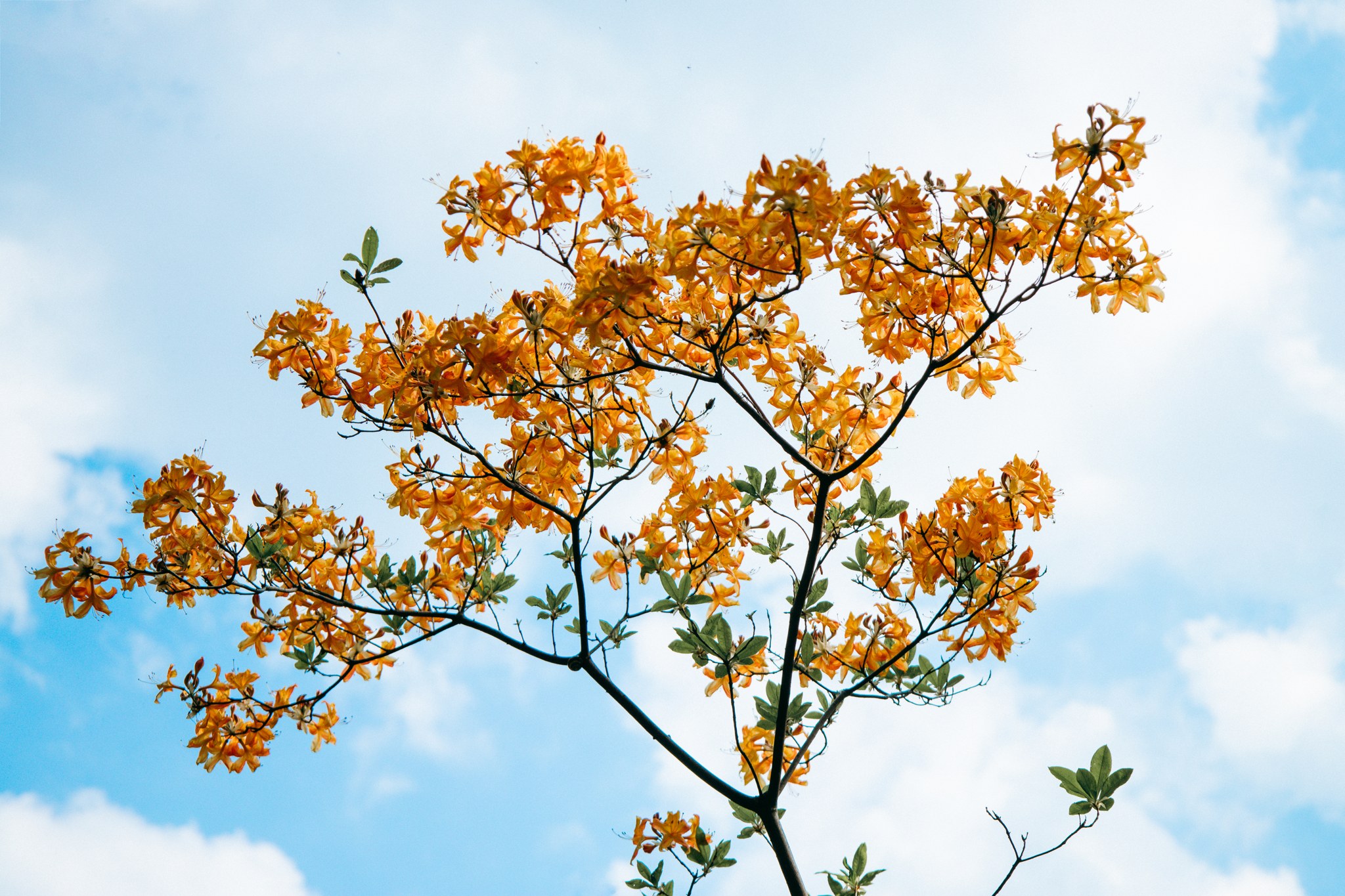 Orangefarbener Blütenzweig vor blauem Himmel mit Wolken