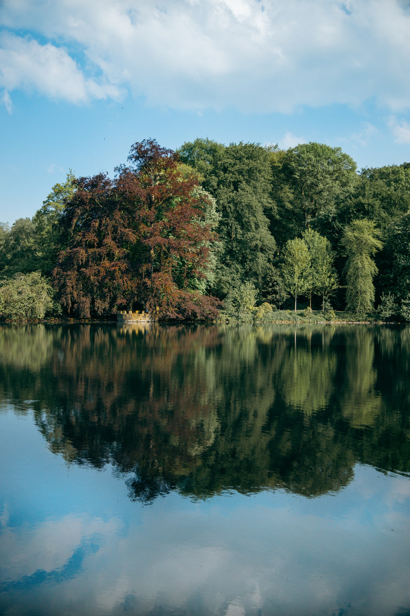 Bäume am See mit Spiegelungen im ruhigen Wasser