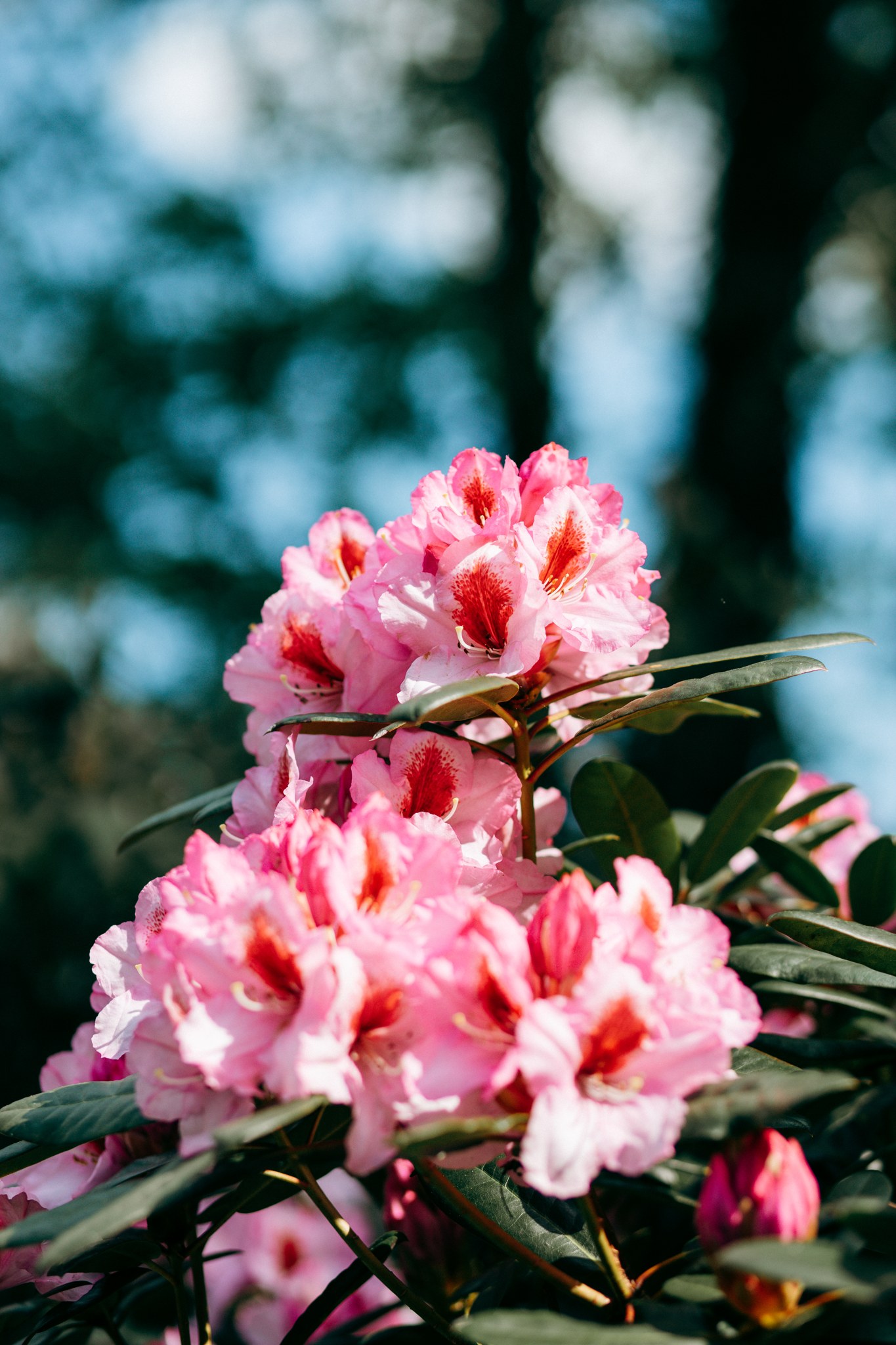 Rosa Rhododendronblüten an einem hohen Zweig vor Bäumen