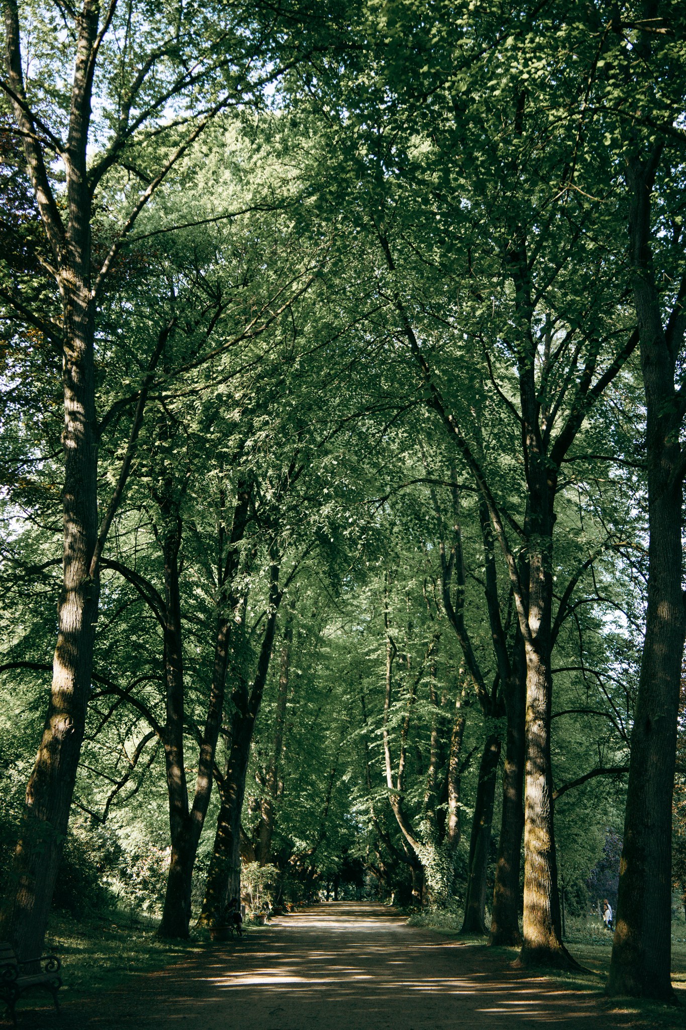 Breiter schattiger Parkweg unter hohen Bäumen im Rombergpark Dortmund