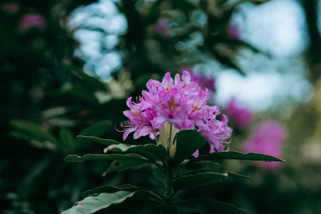 Rhododendronzeit im Rombergpark