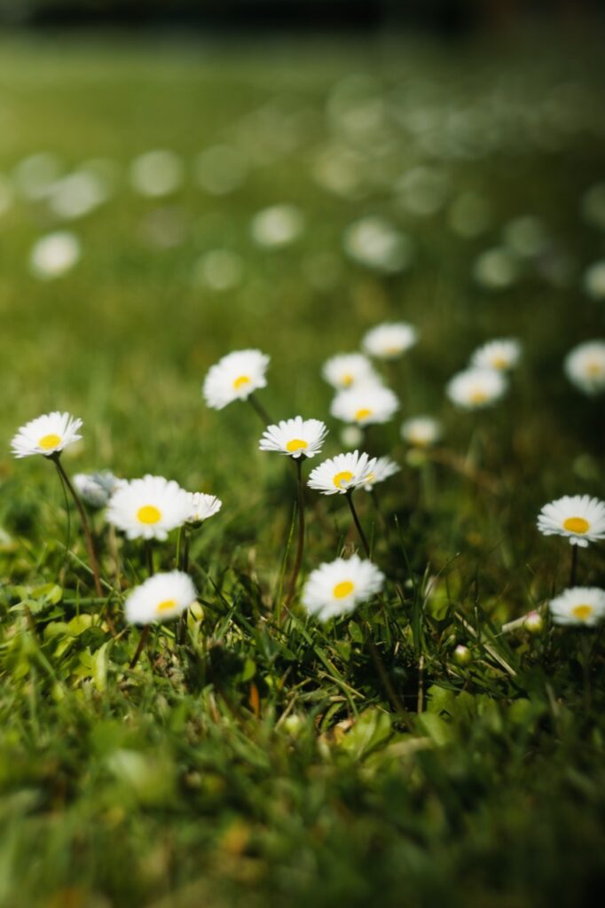 Kleine weiße Blüten mit gelber Mitte in einer grünen Wiese mit weichem Bokeh
