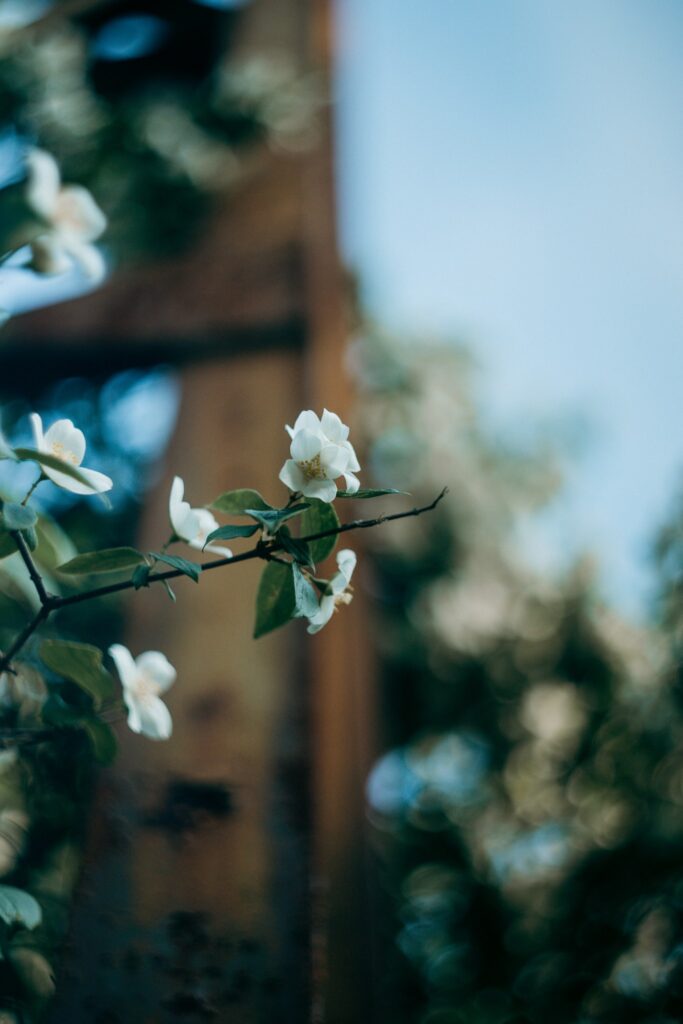 Weiße Blüten vor einer alten Stahlkonstruktion im Landschaftspark Duisburg-Nord