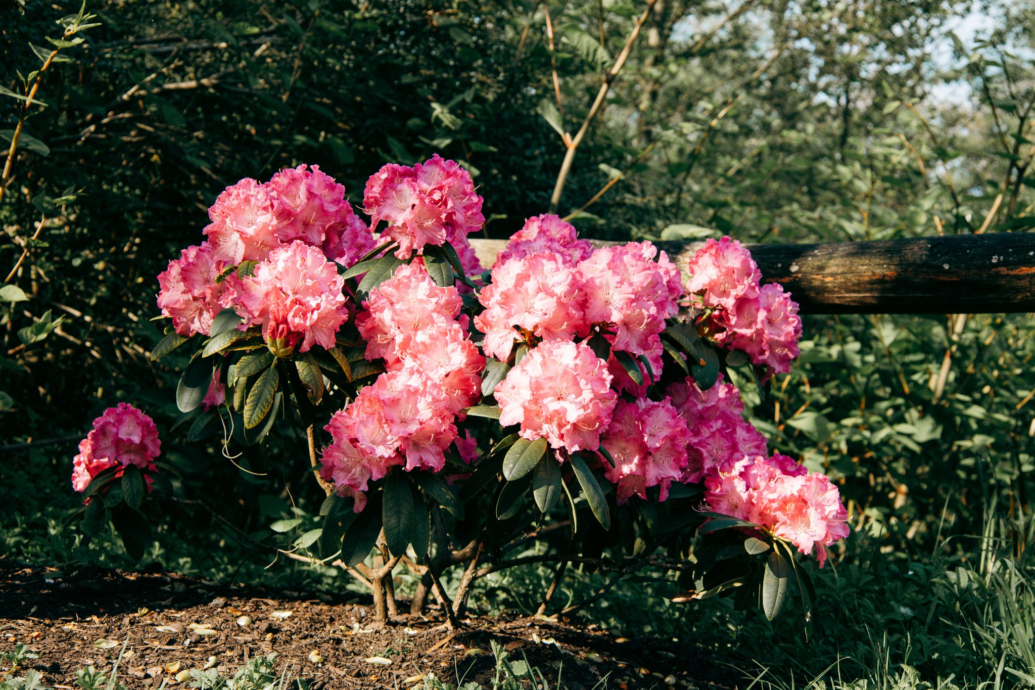 Rosa blühender Rhododendronstrauch unter hohen Bäumen im Rombergpark